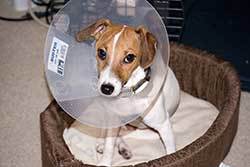 dog with an Elizabethan collar, also knownas an E-collar,