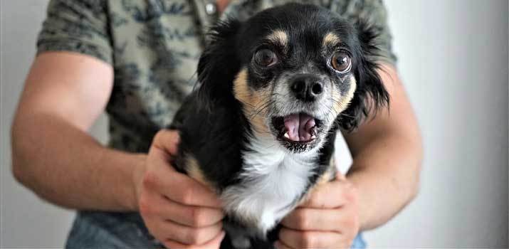 scared dog sitting in owners lap