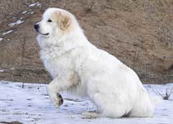 Fluffy-Great-Pyrenese Fluffy Great Pyrenese