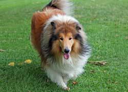 Fluffy-Rough-Collie Fluffy Rough Collie