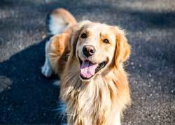 fluffy Golden Retriever