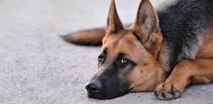German-Shepherd-with-possible-allergies German Shepherd with possible allergies