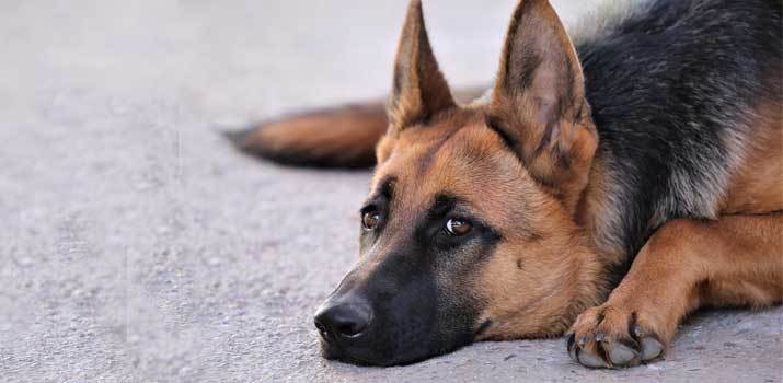 best food for german shepherd with allergies