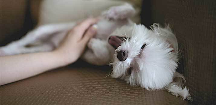 ticklish dog on couch
