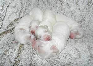 nest-of-newborn-puppies nest of newborn puppies