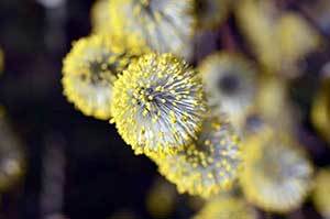 pollen can cause allergies in german shepherds