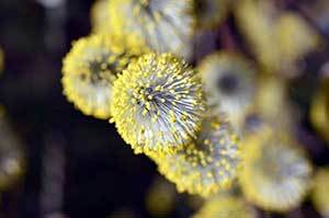 pollen-can-cause-allergies-in-german-shepherds pollen can cause allergies in german shepherds