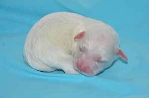 somewhat sick unhealthy looking newborn puppy