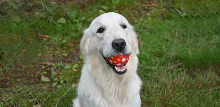 my dog is obsessed with balls