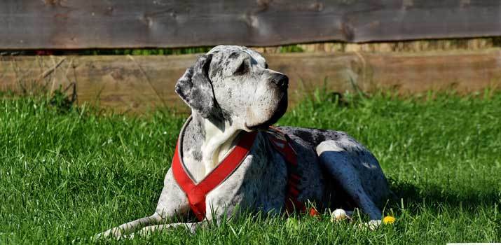 Great Dane in the yard that could use a big dog house