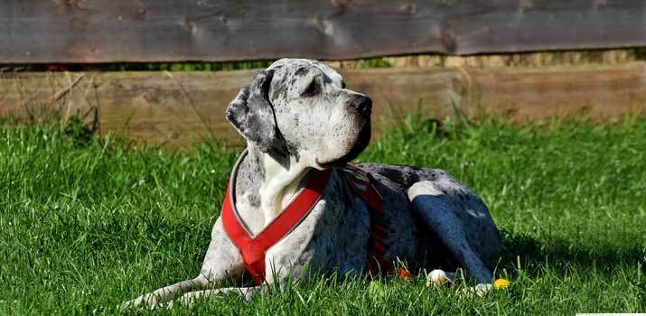 dog house for great dane