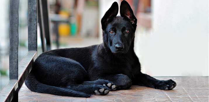 big strong dog that needs a heavy duty crate