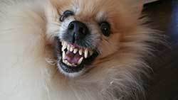 dog-growling-as-a-sign-of-possessive-aggression dog growling as a sign of possessive aggression