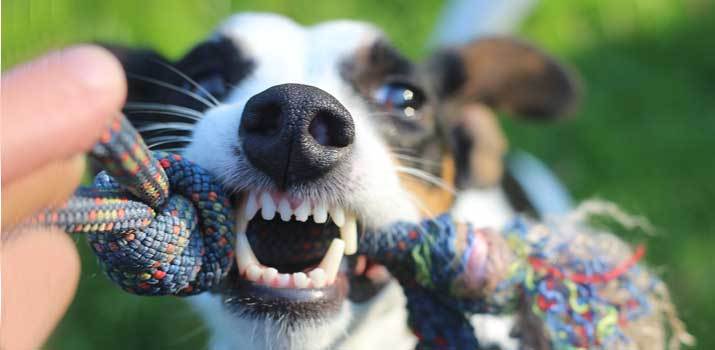 dog-showing-signs-of--possessive-aggression-with-a-dog-toy dog showing signs of possessive aggression with a dog toy