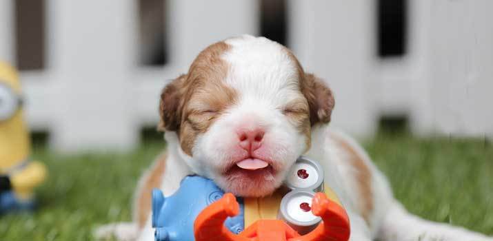 newborn puppy with closed eyes