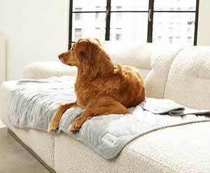 PetFusion-Microplush-Quilted-Dog-&-Cat-Blanket