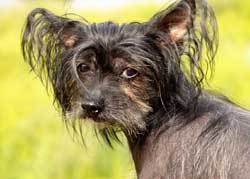 Chinese-Crested ugly Chinese Crested