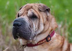 Chinese-Shar-Pei Chinese Shar-Pei