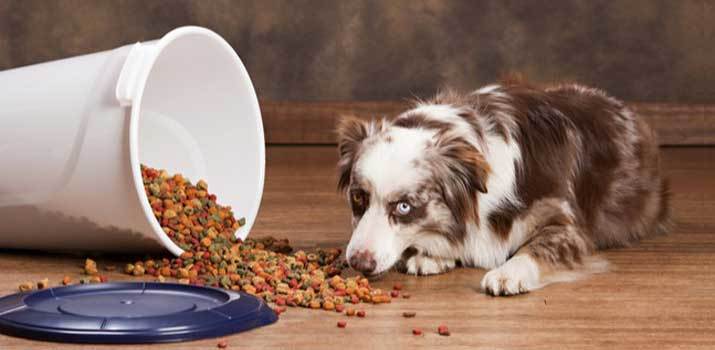 Dog-eating-food-from-a-opened-food-container Dog eating food from a opened food container