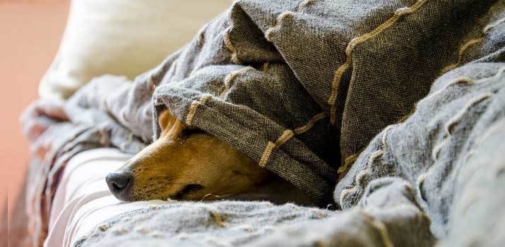 Dog laying in bed after a tooth extraction