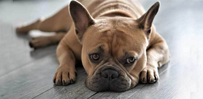 Dog that needs to be sedated for nail clipping