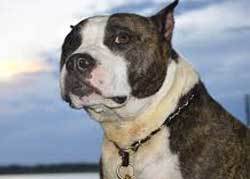 ugly English Bull Terrier