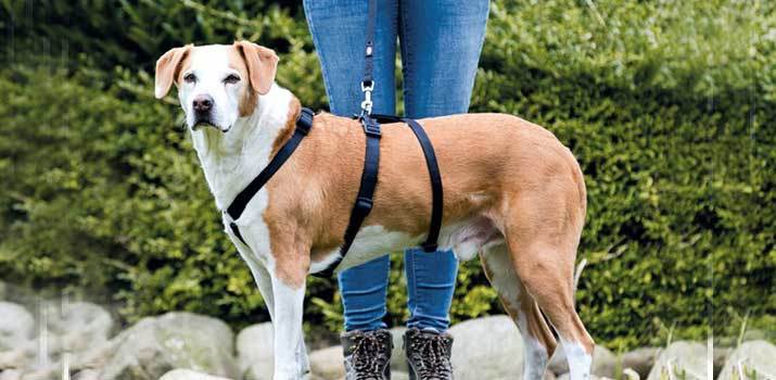 How-To-Measure-Your-Dog How To Measure Your Dog