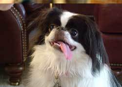 ugly looking Japanese Chin