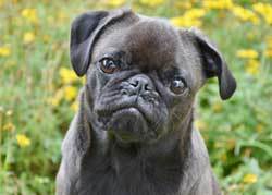 Pug ugly Pug