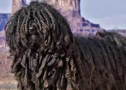ugly The Puli