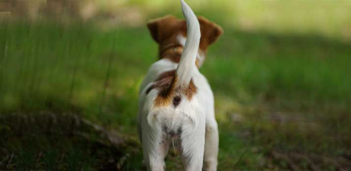 dog tail position has meaning