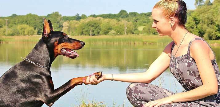 Dog putting his paw in a girls hand