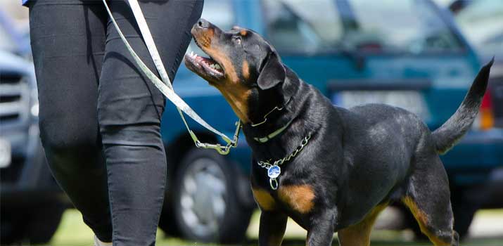 Rottweiler in training for signs of aggression