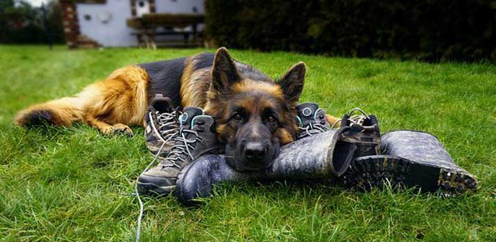 German-Shepherd-dog-breed-is-a-good-breed-to-serve-and-train-as-a-police-dog German Shepherd dog breed is a good breed to serve and train as a police dog