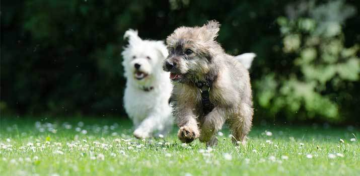 A second dog in the house playing with the first