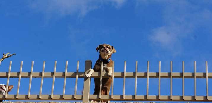 Dog jumping over the fence