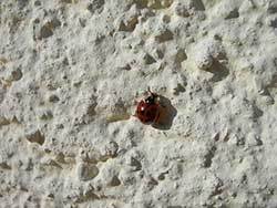 Tiny bug on the wall can be spotted by a dog