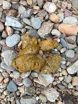 Yellow dog poop