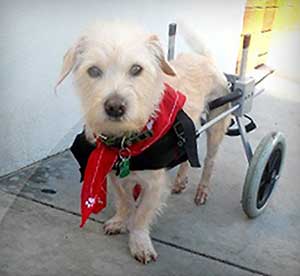 Best Friend Mobility Elite Wheelchair, Medium Dog