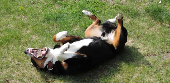dog-laying-on-its-back-showing-belly dog laying on its back showing belly