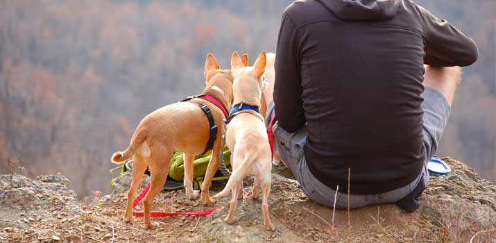 hiking with dogs