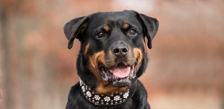 Rottweiler barking