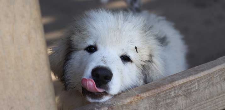 well-fed-Great-Pyrenees well fed Great Pyrenees