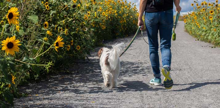 Dog Walks And Poops At the Same Time