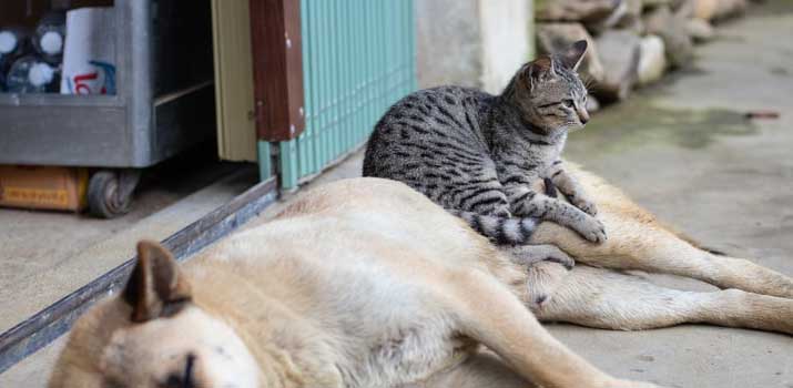 Dog-and-Cat-together Dog and Cat together