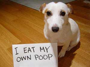 dog-with-sign-that-says--I-eat-my-own-poop dog with sign that says I eat my own poop