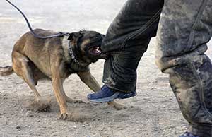 aggressive-dog aggressive dog