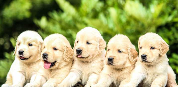 dogs-mother-and-siblings dogs mother and siblings