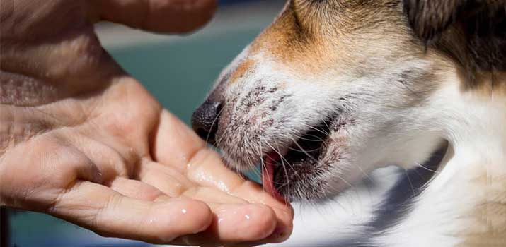 Dog Licks Hand Constantly