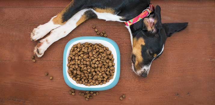 Male Dog wont eat While a Female Dog is in Heat